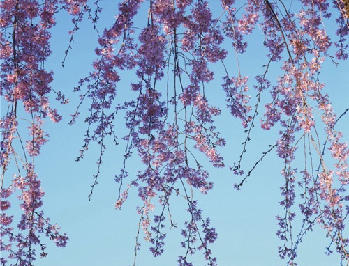 Weeping Cherry, Reeves-Reed Arboretum, Union County, NJ (MF).jpg